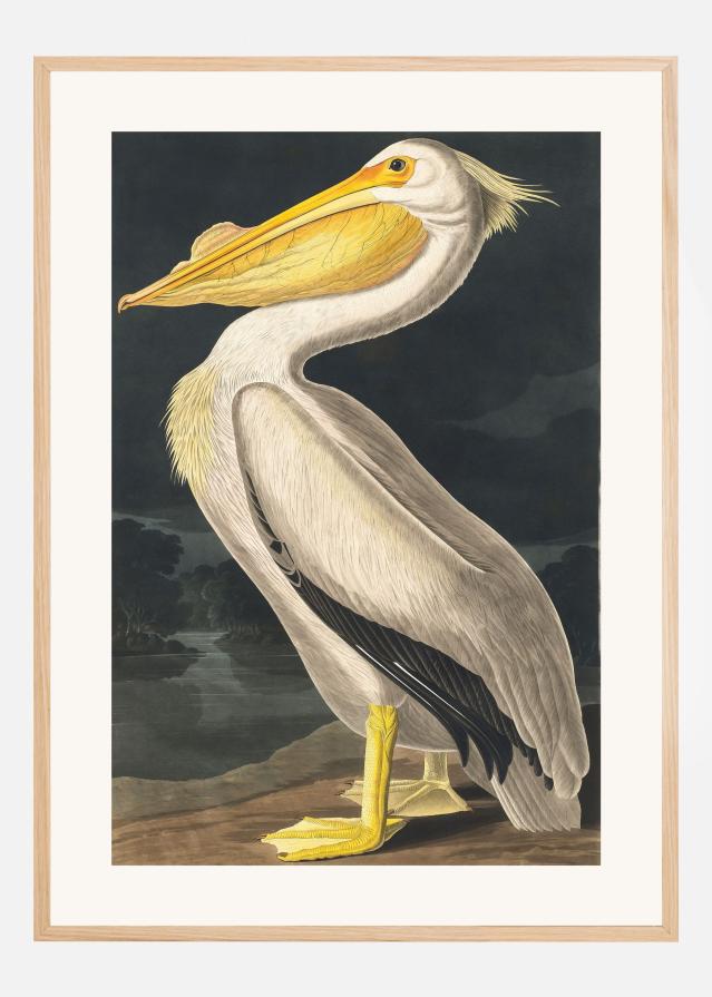 American White Pelican From Birds of America (1827) Plakát