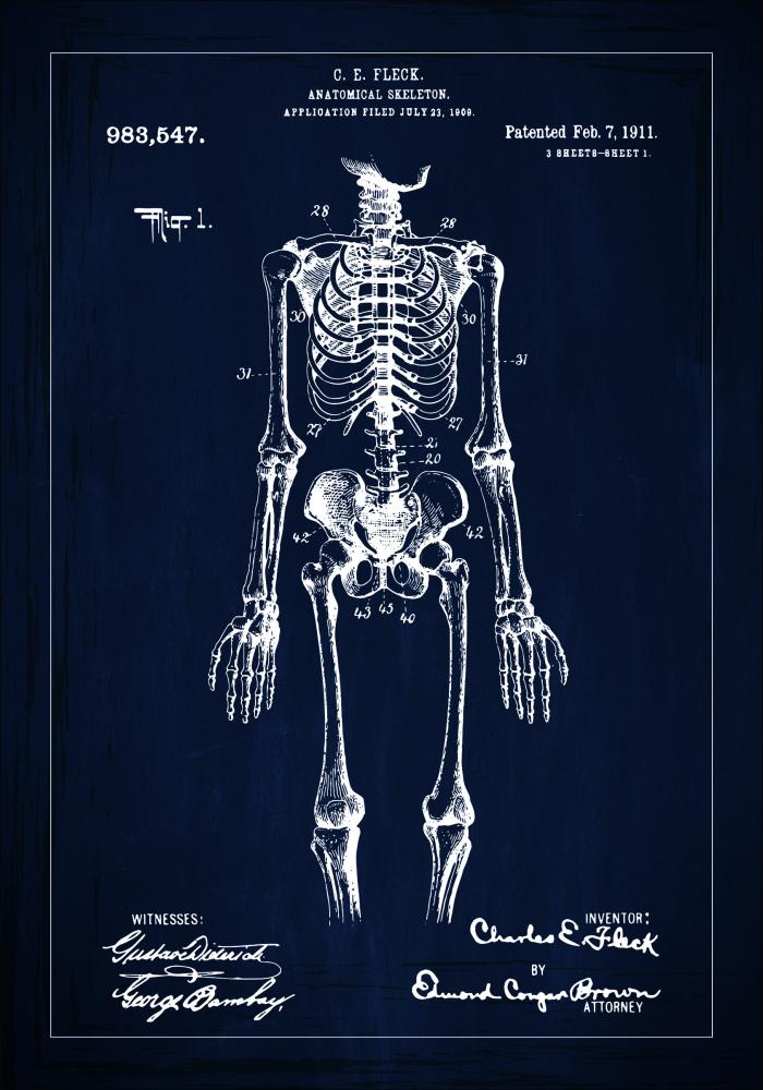 Patentový výkres - Anatomické kostra v - Modrá Plakát