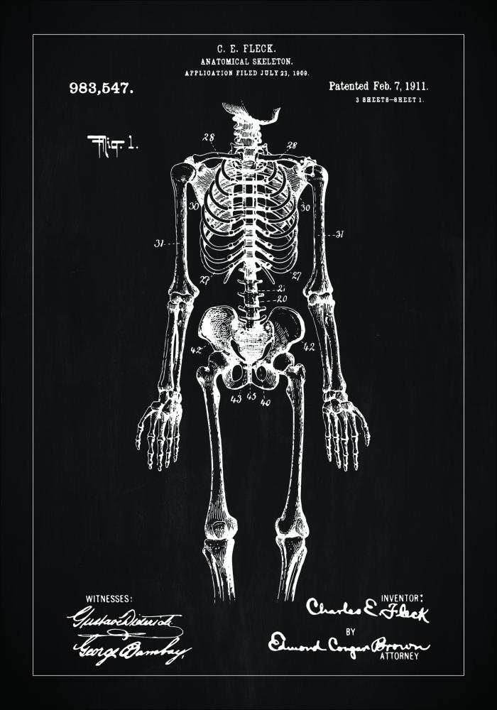 Patentový výkres - Anatomické kostra v - Cerná Plakát