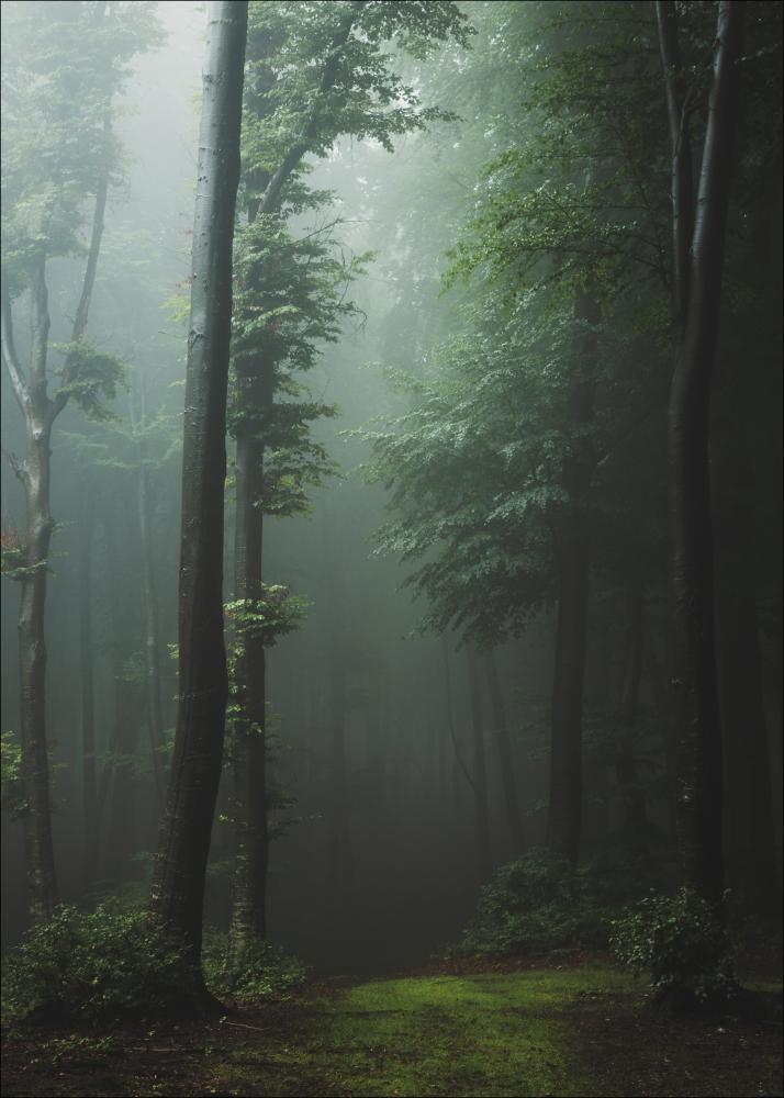 Mysterious forest Plakát