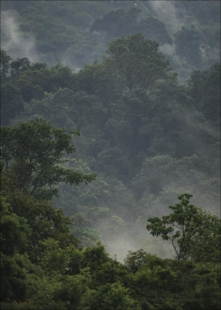 Rainforest Plakát