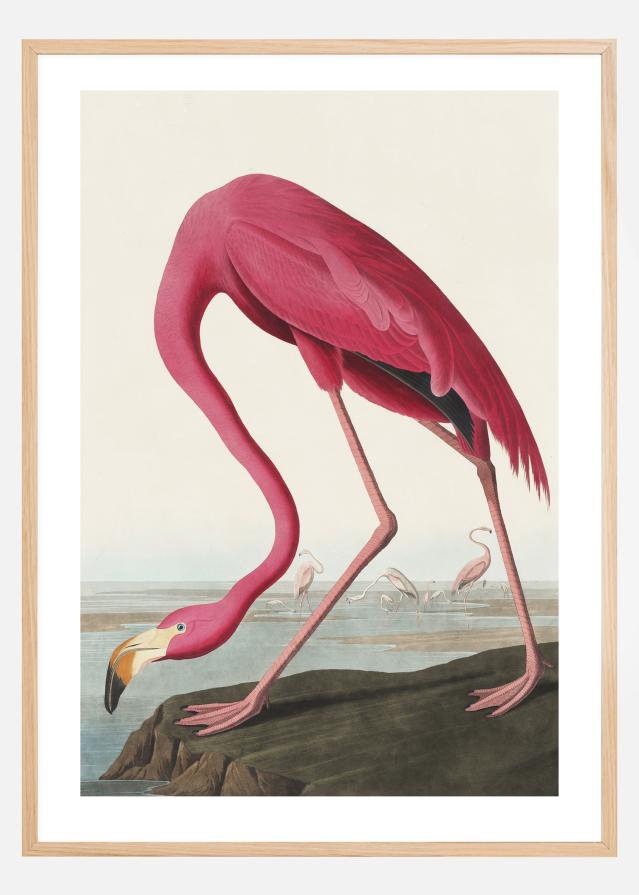 American Flamingo Plakát