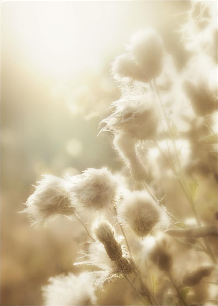 Fluffy flowers Plakát