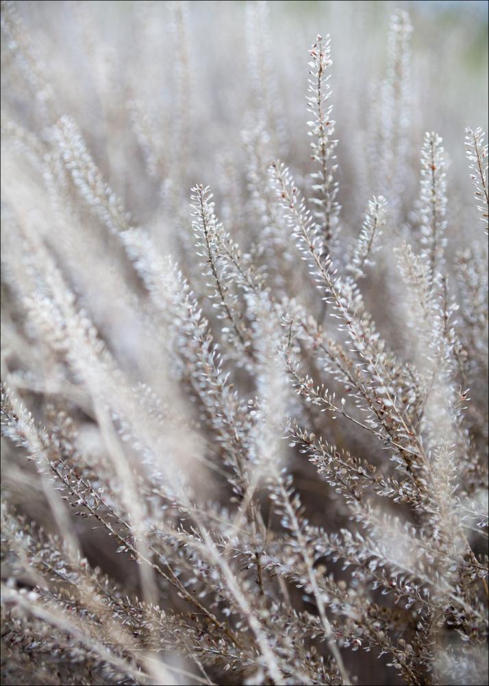 Frosty Grass Plakát