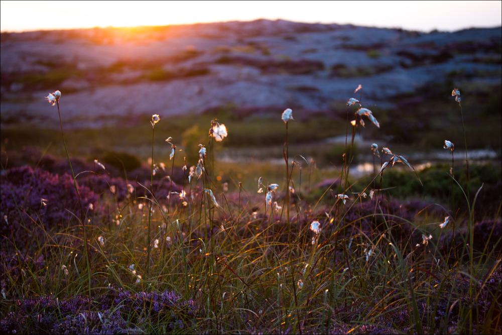 Summer evening on the rocks Plakát