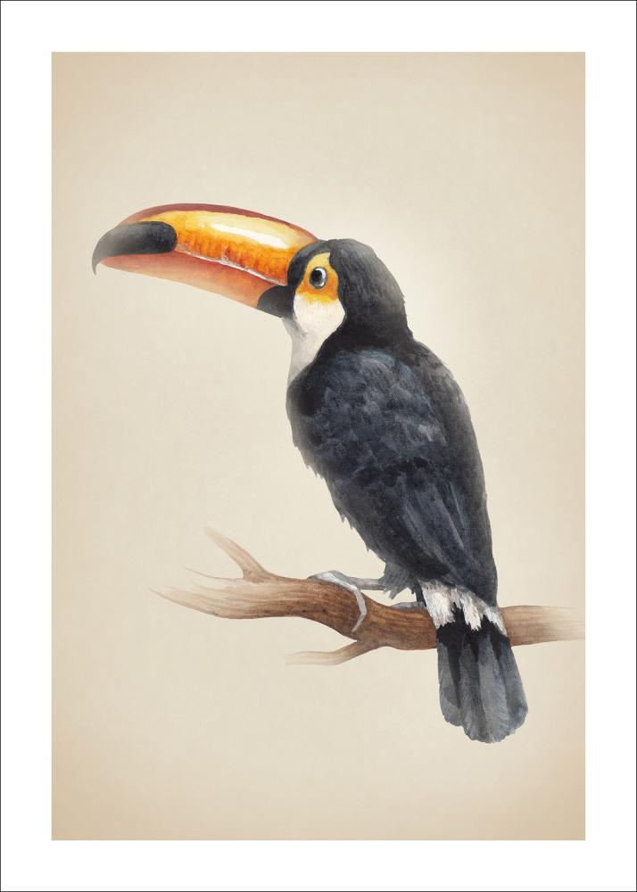 Tropical Toucan Plakát