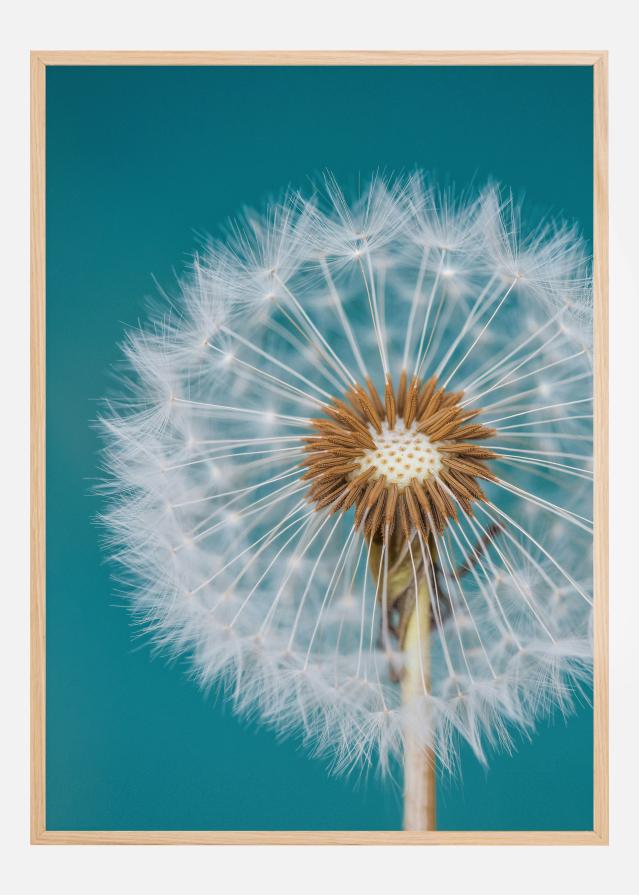 Dandelion Macro Sky Plakát