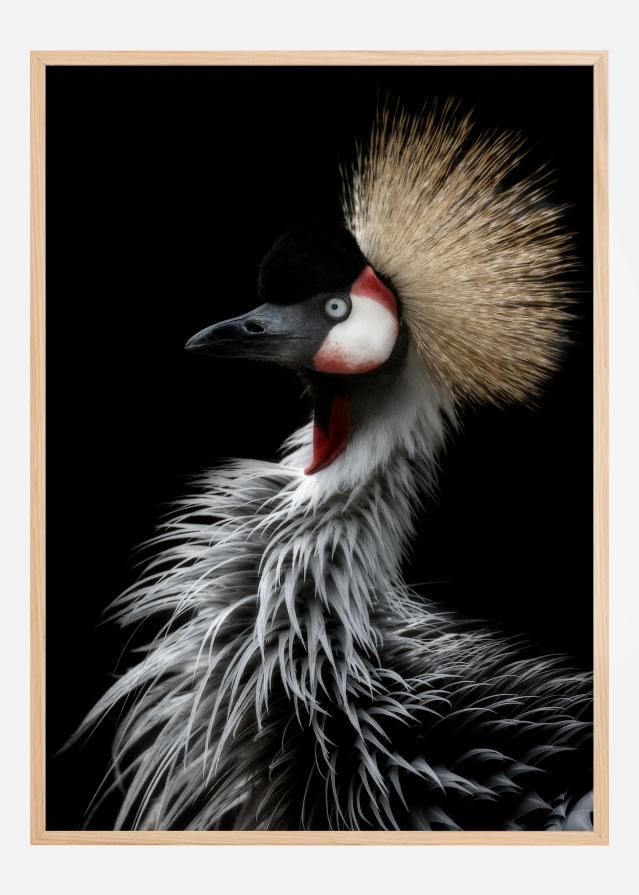 Crowned cranes portrait Plakát