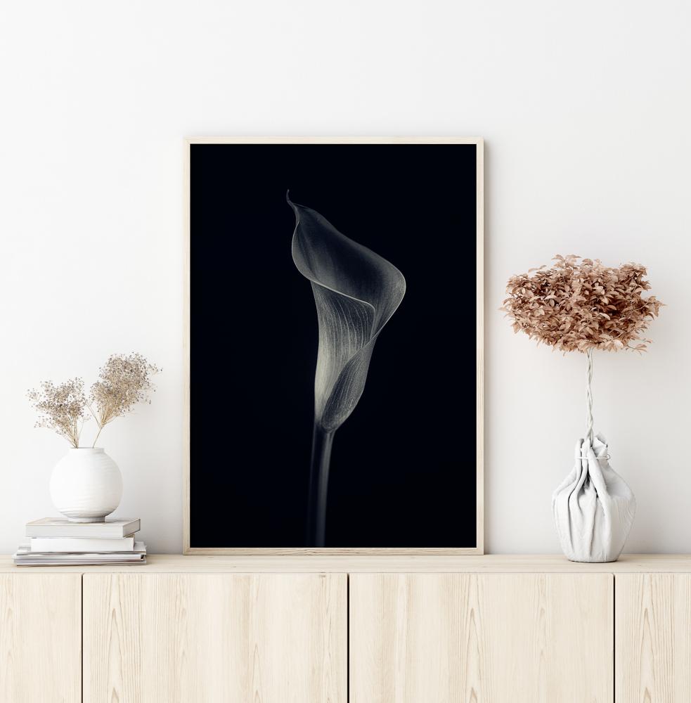 Calla Lily Plakát