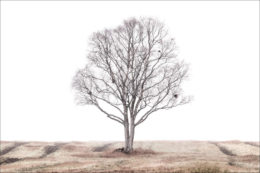 The lonely tree Plakát