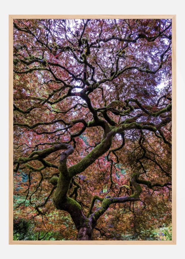 Japanese Maple Tree Plakát