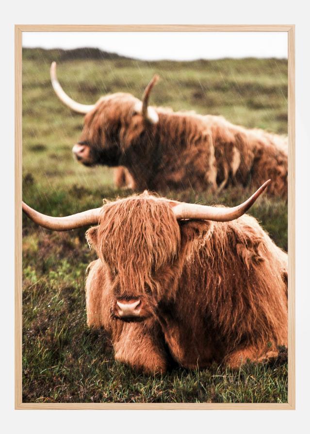 Highland Cattle Plakát