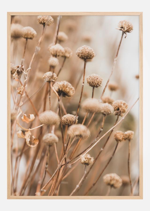 Dried up flowers Plakát