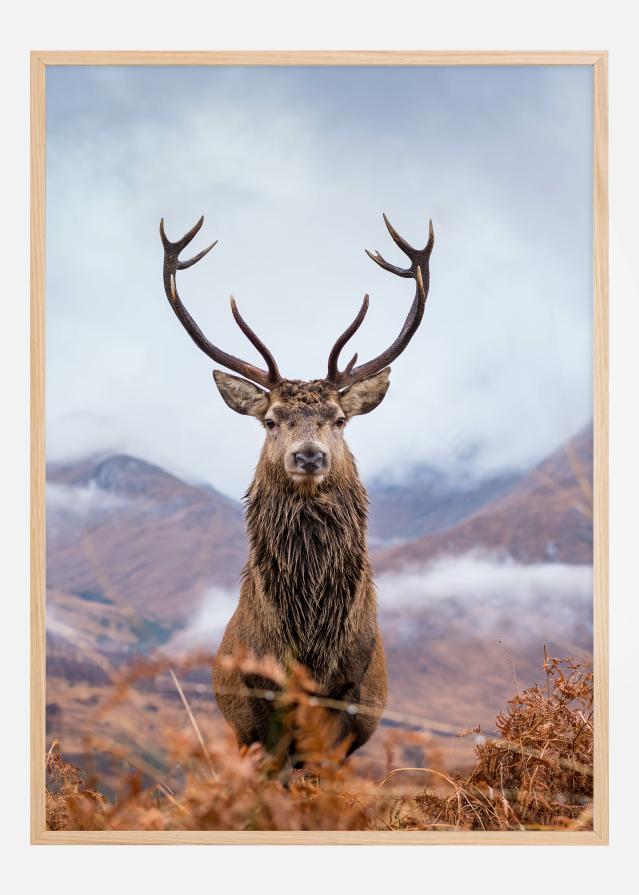 Red deer in the mountains Plakát