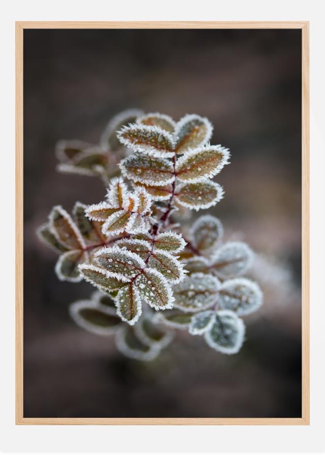 Frosty rose petals Plakát