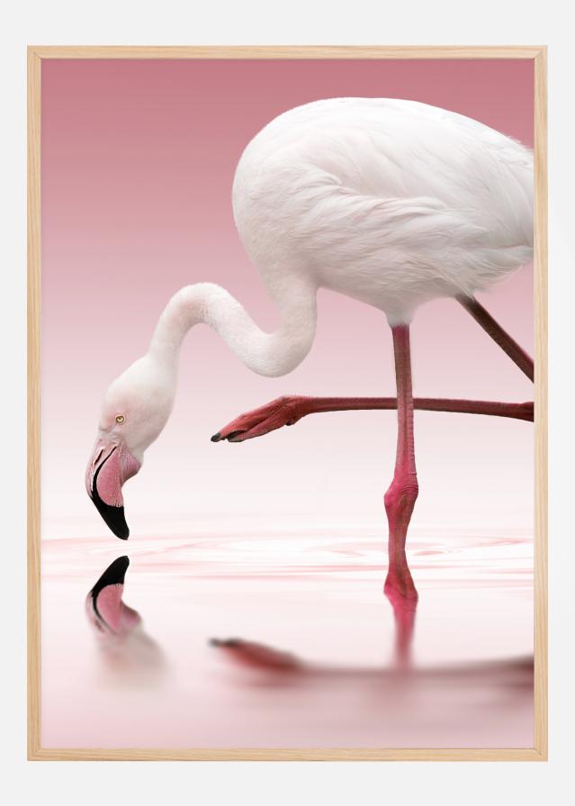 Flamingo Plakát