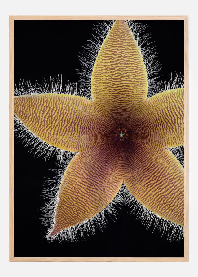 Stapelia grandiflora Plakát