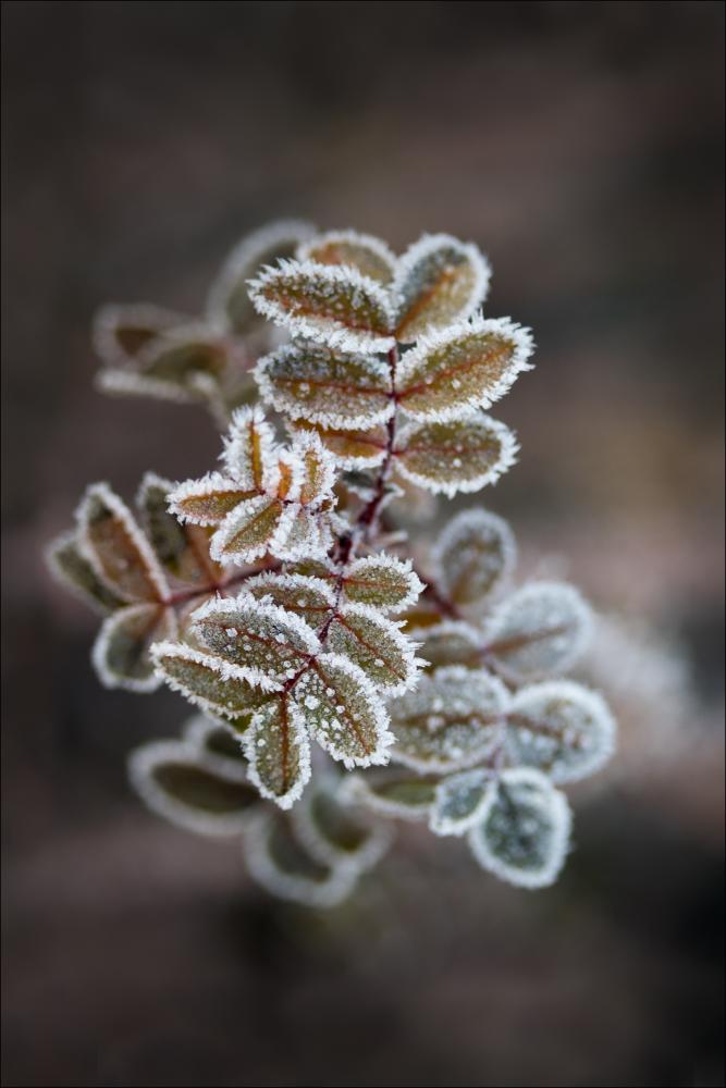 Frosty rose petals Plakát