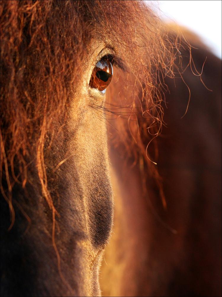 Horse sunset Plakát