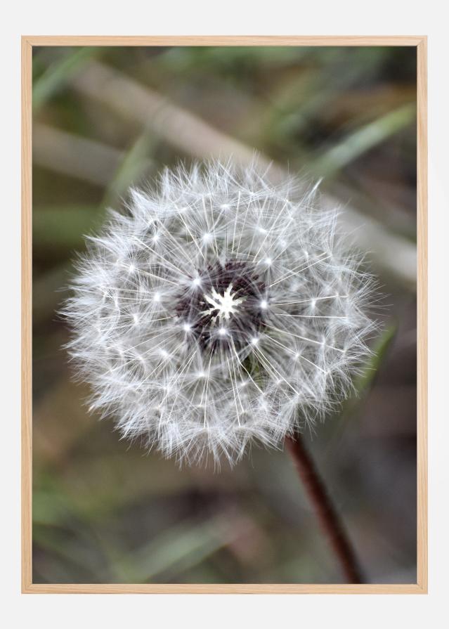 Dandelion Plakát