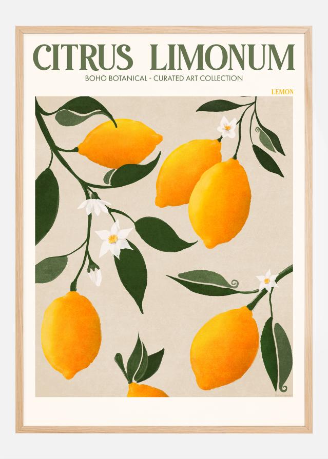 Boho Citrus Limonum Plakát