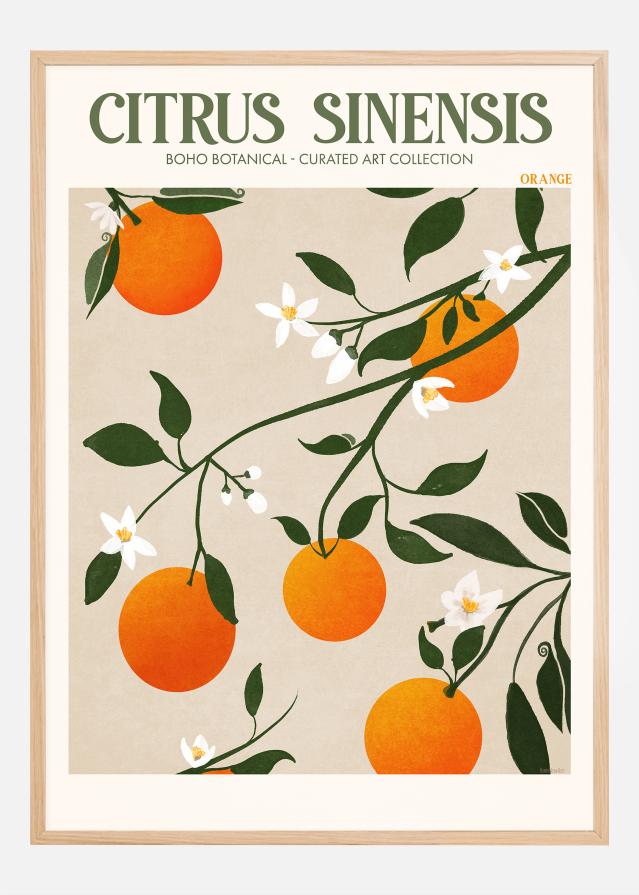 Boho Citrus Sinensis Plakát