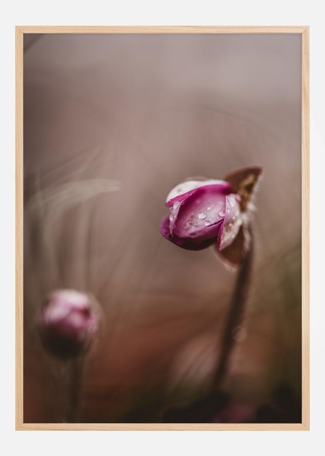 Two flower buds Plakát