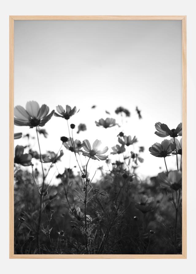 Black and white field with flowers Plakát