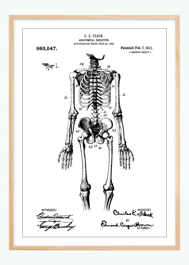 Patentový výkres - Anatomické kostra v Plakát