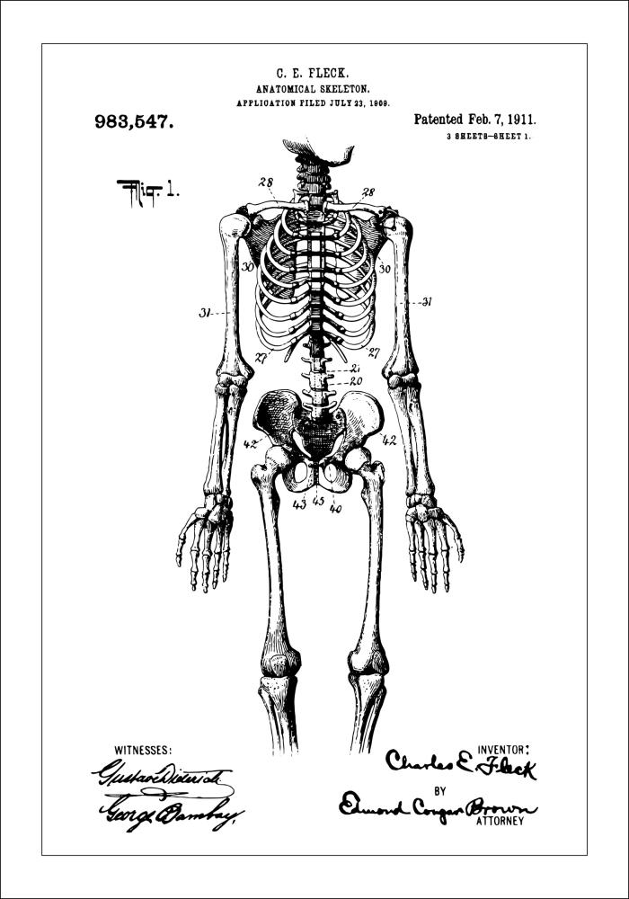 Patentový výkres - Anatomické kostra v Plakát