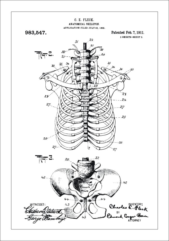 Patentový výkres - Anatomické kostra II Plakát